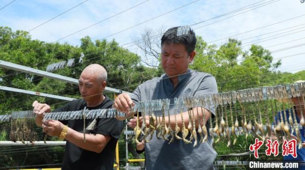九连阳 福建连江：1200万只海马历经8个月培育 迎来收获季